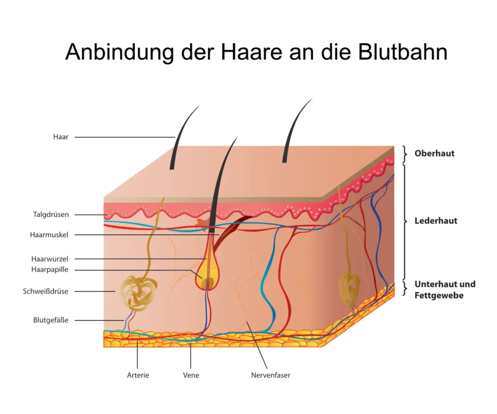 Anbindung-der-Haare-an-die-Blutbahn