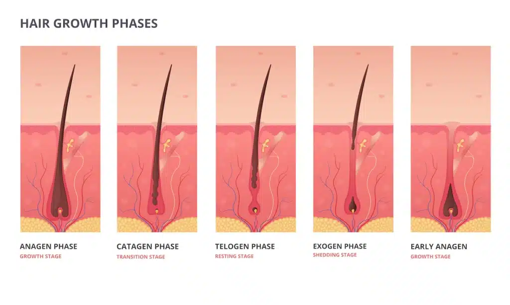 The different hair growth phases illustrated