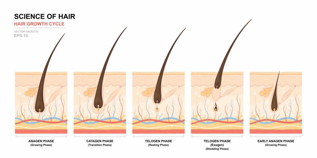 ciclo-crescita-capelli