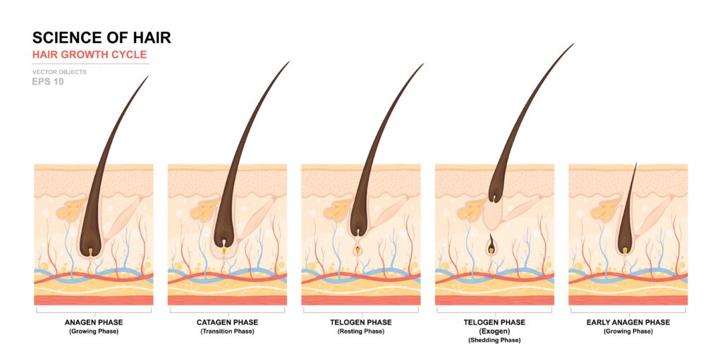 Phases of the life of a hair follicle