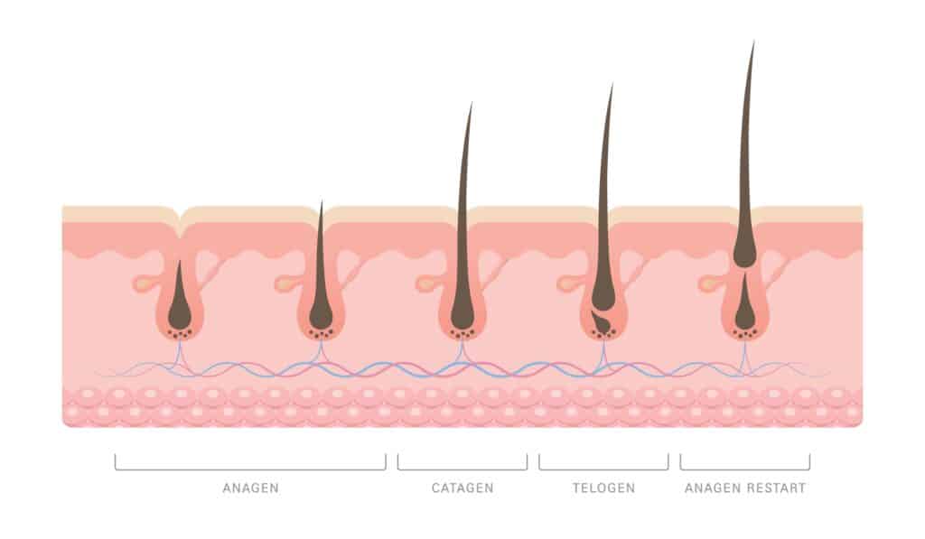 Grafico che dimostra il ciclo di crescita dei capelli