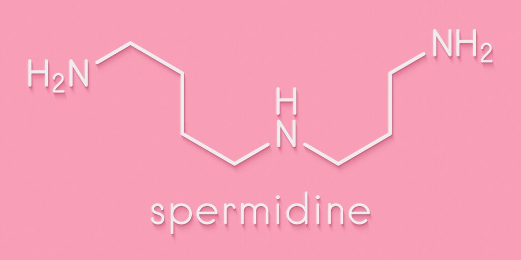 Formula chimica della spermidina