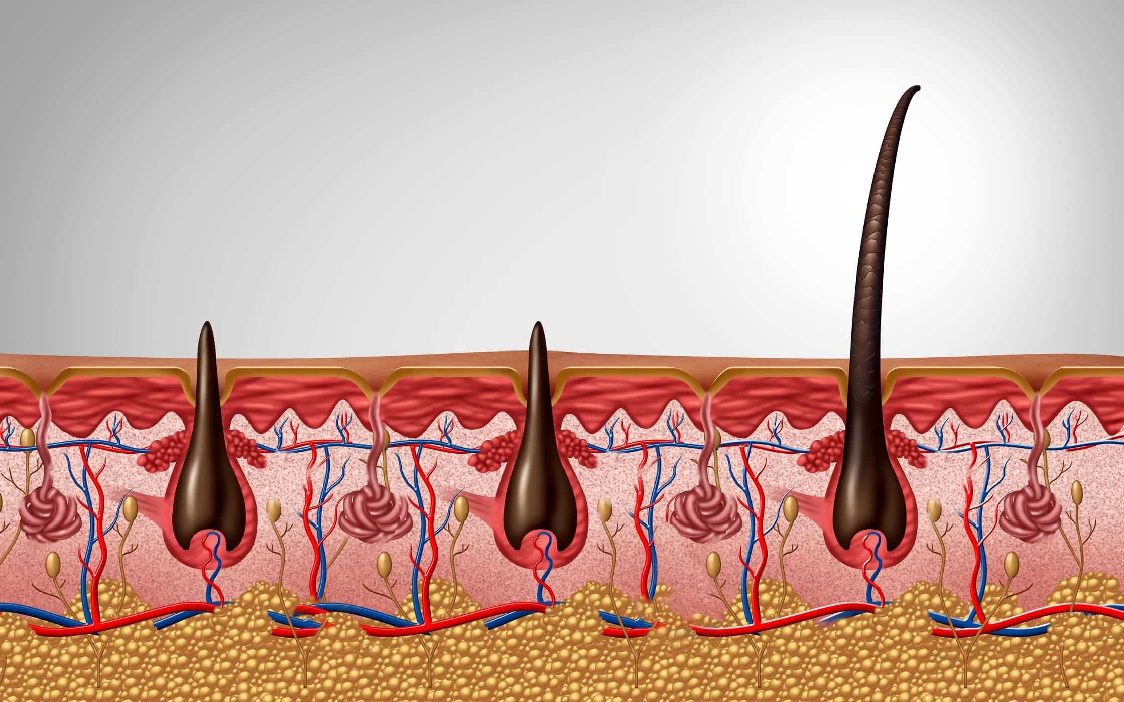 Illustrazione sull'anatomia del follicolo pilifero